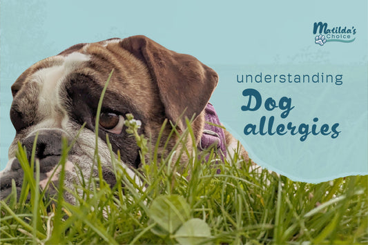 Understanding and Managing Dog Allergies