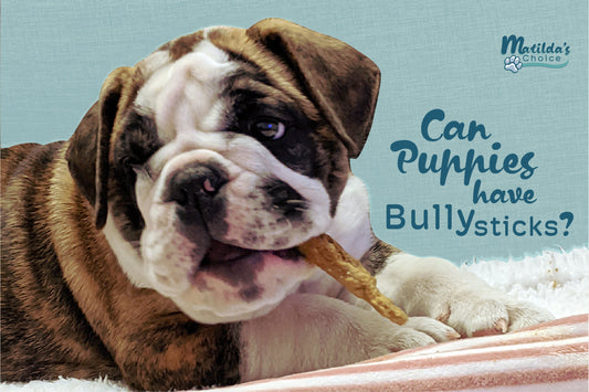 Can Puppies Have Bully Sticks?