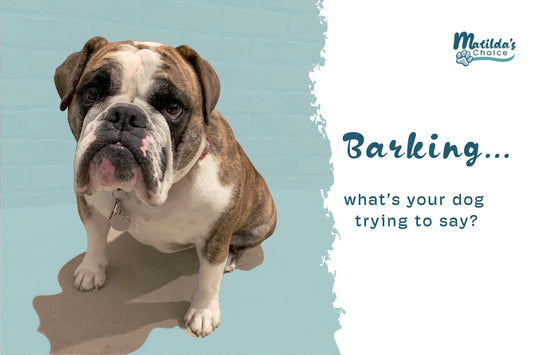 Understanding Your Dog's Barking