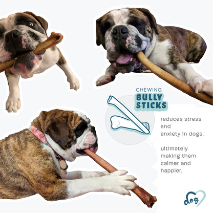 Chewing Bully Sticks reduces anxiety in dogs making them happier.