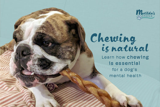 The Vital Role of Chewing in Your Dog's Life