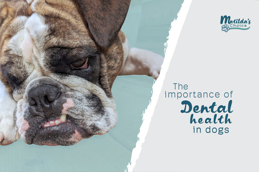 The Crucial Role of Dental Health in Dogs