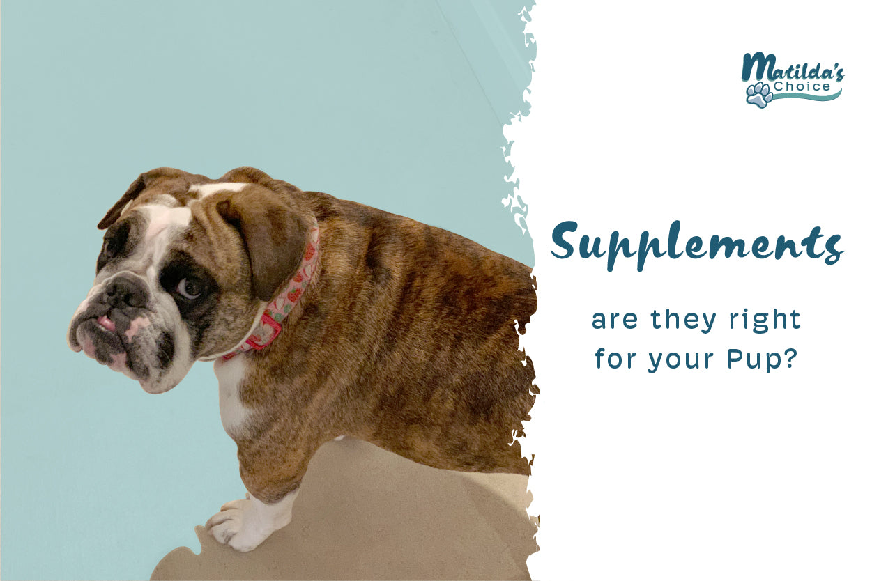 Unlocking the World of Dog Supplements Matilda's Choice