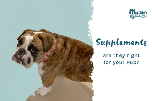 Unlocking the World of Dog Supplements